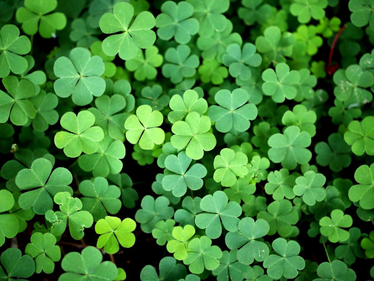 Celebrating St. Patrick’s Day throughout Jacksonville