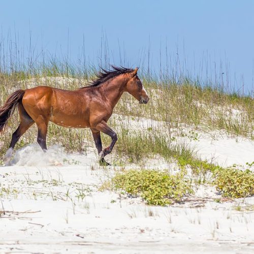 Cumberland Island