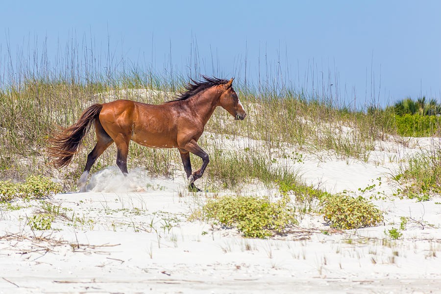   Plan Your Escape To Cumberland Island